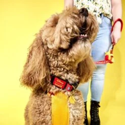 LOUNGEFLY Winnie The Pooh Dog Collar -Bag Sales Shop IeNbgMGqPQ2FVmeIYKHbty53sqRDeA6VzBCDnofO